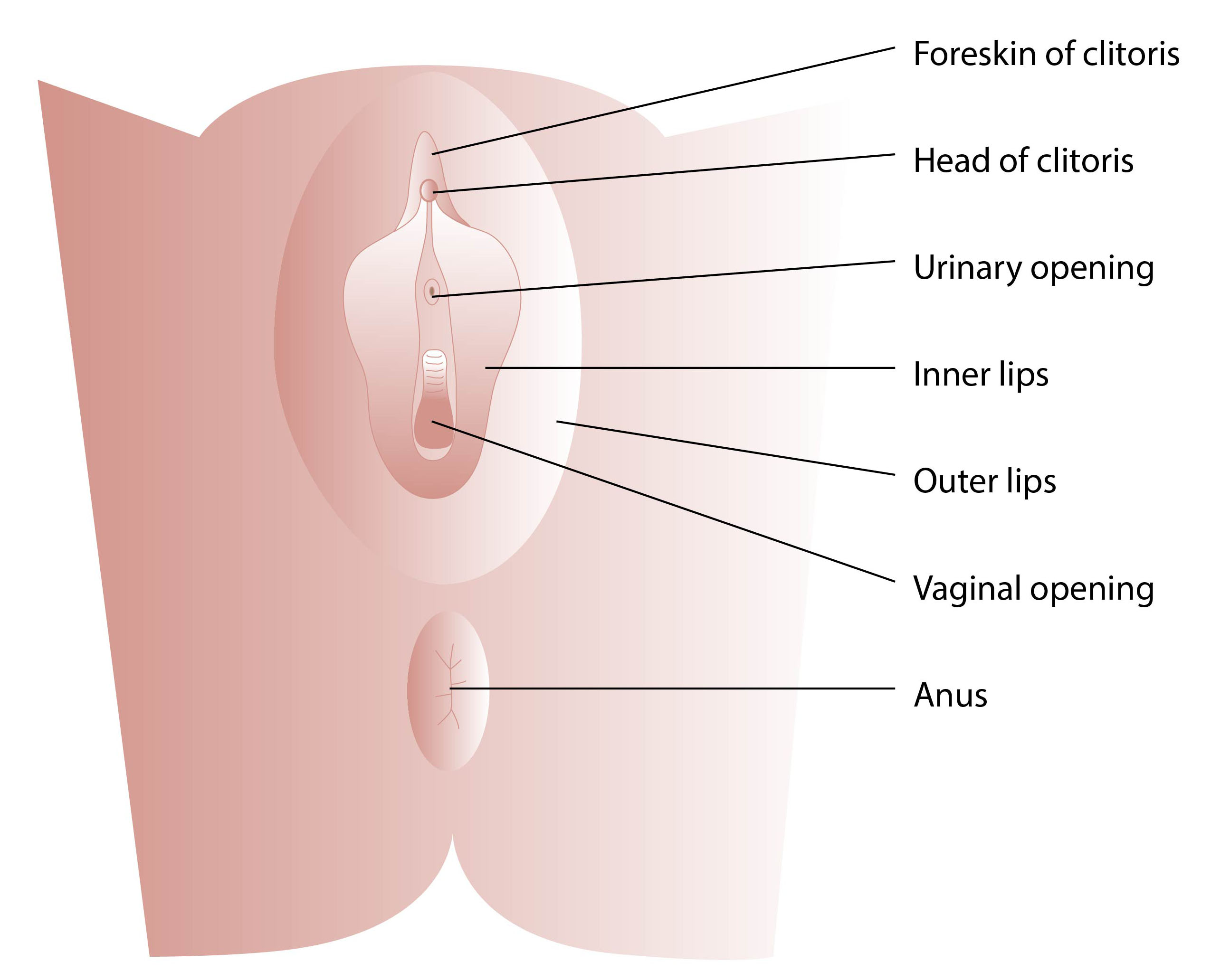 Vaginal opening